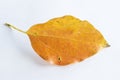 Orange falling leaf