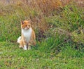 Orange Farm Cat Royalty Free Stock Photo