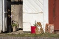 Orange farm Cat on Guard Royalty Free Stock Photo