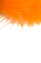 Orange feather