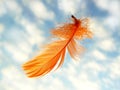 Orange feather Royalty Free Stock Photo
