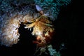 Orange Feather Duster Worm (Sabellastarte spactabilis)