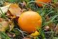 Orange fell on the grass. Orange among autumn leaves