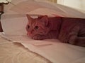 Orange female cat inside a bag playing