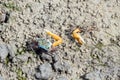 Orange fiddler crabs, Gelasimus vocans Royalty Free Stock Photo