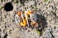 Orange fiddler crabs, Gelasimus vocans Royalty Free Stock Photo