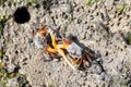 Orange fiddler crabs, Gelasimus vocans Royalty Free Stock Photo