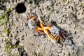 Orange fiddler crabs, Gelasimus vocans Royalty Free Stock Photo