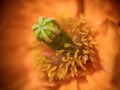 Orange field poppy close-up. Seedpod and stamens, almost abstract.