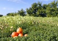 Orange field and tangerines