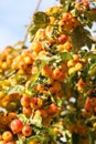 Orange fiery berries on an autumn tree