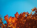 Orange fiery contrast autumn leaves with in the sunny blue sky day in the fall garden Royalty Free Stock Photo