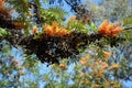 Orange filamentous flower and black seeds in tree.