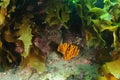 Orange finger sponge hiding under seaweeds
