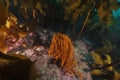 Orange finger sponge among kelp