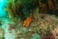 Orange finger sponge under kelp frond