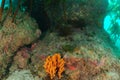 Orange Finger Sponge Under Rock