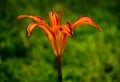 Orange fire lily closeup. beautiful fragile petals. soft green background. Royalty Free Stock Photo