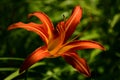 Orange fire lily closeup. beautiful fragile petals. soft green background. Royalty Free Stock Photo