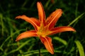 Orange fire lily closeup. beautiful fragile petals. soft green background. Royalty Free Stock Photo