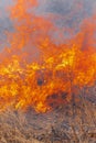 Orange fire and smoke burning grass in farming field. Close-up view natural wildfire background Royalty Free Stock Photo