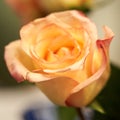 An Orange Fire Tipped Rose