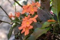 Orange firecracker flowers with green natural background