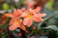 Orange firecracker flowers with green natural background