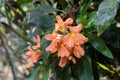 Orange firecracker flowers with green natural background