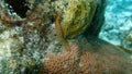 Orange fireworm Eurythoe complanata undersea, Caribbean Sea, Cuba, Playa Cueva de los peces