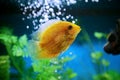 Orange fish among the bubbles in the aquarium. Cichlasoma severum,cichlid Royalty Free Stock Photo