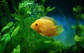Orange fish among the bubbles in the aquarium. Cichlasoma severum,cichlid Royalty Free Stock Photo