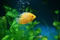 Orange fish among the bubbles in the aquarium. Cichlasoma severum,cichlid Royalty Free Stock Photo