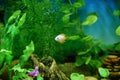 Orange fish among the bubbles in the aquarium. Cichlasoma severum,cichlid Royalty Free Stock Photo
