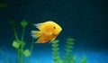 Orange fish among the bubbles in the aquarium. Cichlasoma severum,cichlid Royalty Free Stock Photo