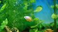 Orange fish among the bubbles in the aquarium. Cichlasoma severum,cichlid Royalty Free Stock Photo