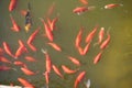 Orange fish in a lake. Common goldfish in a pond