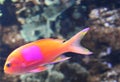 Orange Fish with Pink Spot