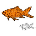 Orange fish vector illustration sketch doodle hand drawn with bl Royalty Free Stock Photo