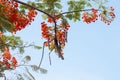 Orange Flam-boyant, The Flame Tree,  Royal Poinciana, Barbados Pride, Dwarf poinciana, Flower fence, Paradise Flower. Royalty Free Stock Photo