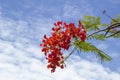 Orange Flam-boyant, The Flame Tree or Royal Poinciana bloom on tree in the garden on blue sky background. Royalty Free Stock Photo