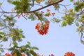 Orange Flam-boyant, The Flame Tree or  Royal Poinciana bloom in the garden. Royalty Free Stock Photo