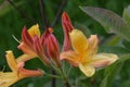 Flaming Orange Azalea Flower Blossom with Buds