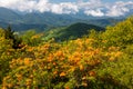 Roan Mountain Highlands in Bloom