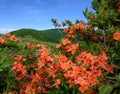 Orange Flame Azaleas Bloom in the Blue Ridge Mountains