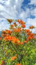 Orange Flame Azaleas North Carolina