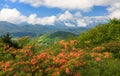 NC Orange Flame Azaleas Roan Mountain Highlands