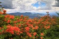 Orange Flame Azaleas Roan Mountain NC TN