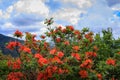 NC Orange Flame Azaleas