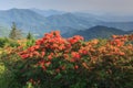 Flame Azaleas Appalachian Blue Ridge Mountains Royalty Free Stock Photo